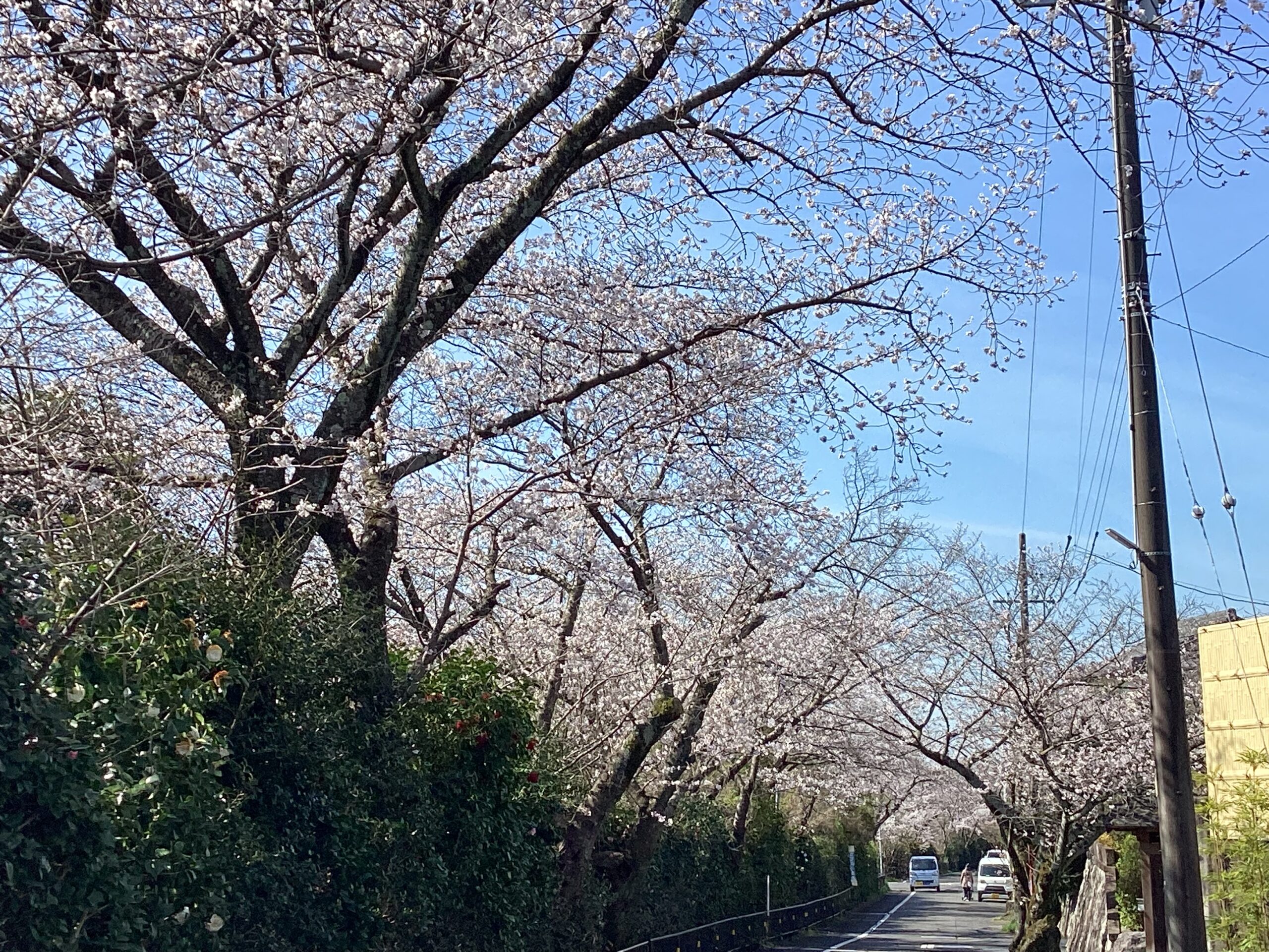 「すないの家尾張旭」🌸お花見🌸