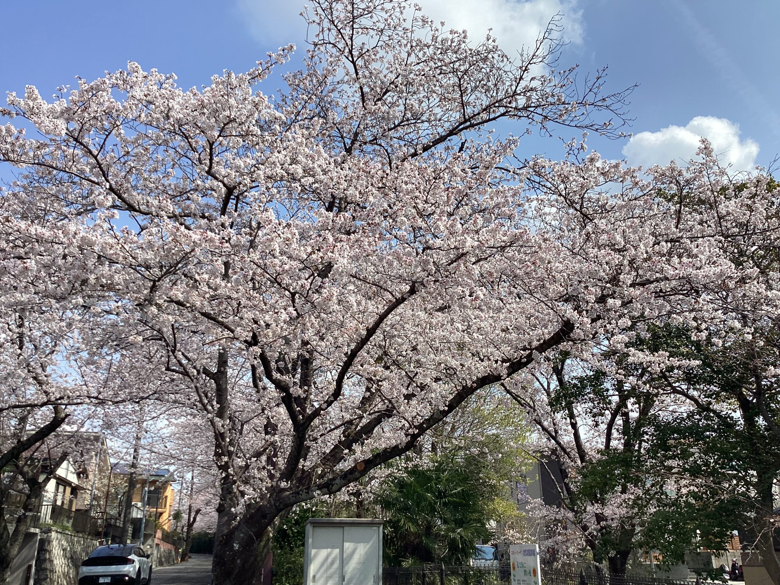 「すないの家尾張旭」お花見へ🌸